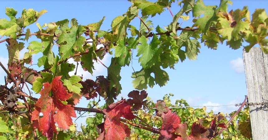 Pour le vigneron, les feuilles sont le visage de la vigne, révélateur de sa santé, de ses carences, de sa souffrance...
