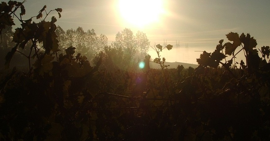 Comme ailleurs, dans le vignoble, les jours et les nuits se succèdent, souvent bien remplis...