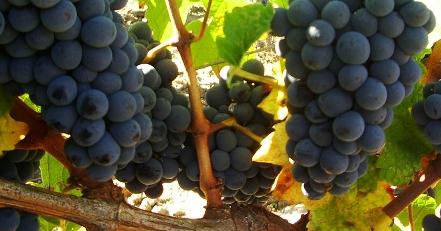 De belles grappes au soleil, nombreuses et joufflues, laisse prévoir une récolte ecxeptionnelle...
