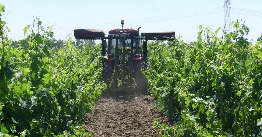 Pour aérer la vigne et permettre un meilleur ensoleillementl le vigneron rogne, et peut-être aussi... grogne !