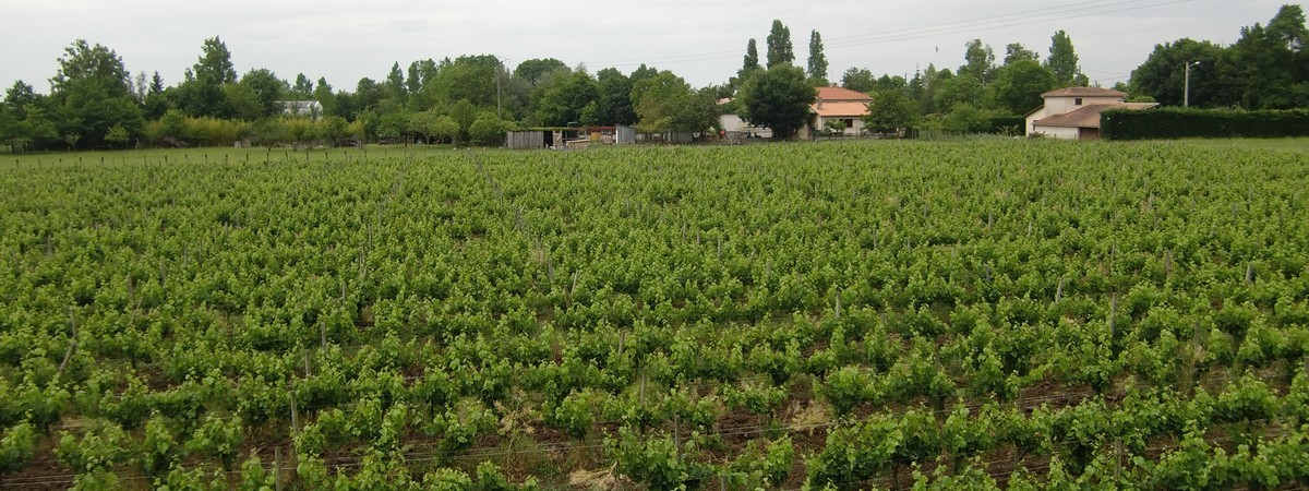 Permalien vers:Le vignoble