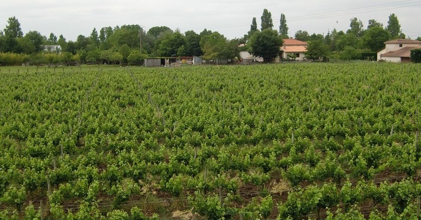 Il ne faut surtout pas oublier qu'un bon vin jailli d'un bon vignoble, d'un bon terroir, mené par de bons vignerons....